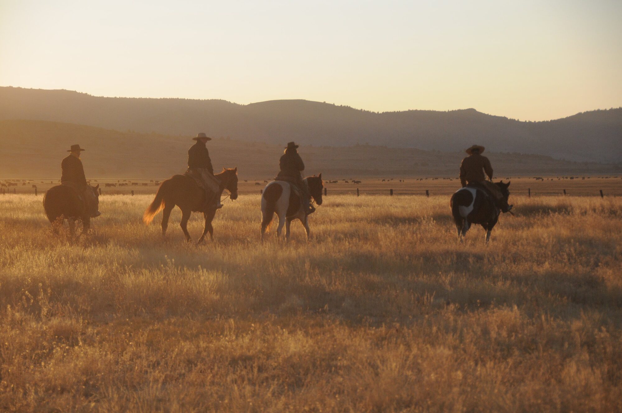 Four ranch hands on horseback driving cattle across open rangeland at golden hour, with mountains in the background