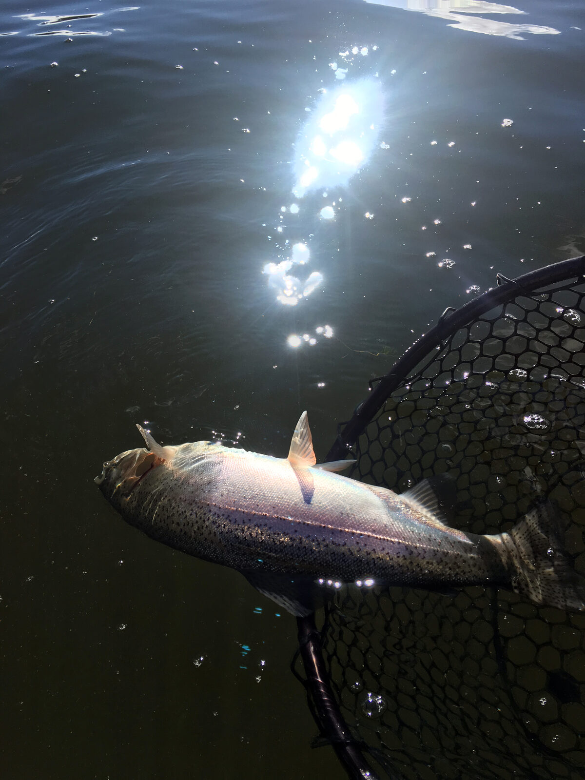 Rainbow trout in a landing net, sunlight sparkling on the water