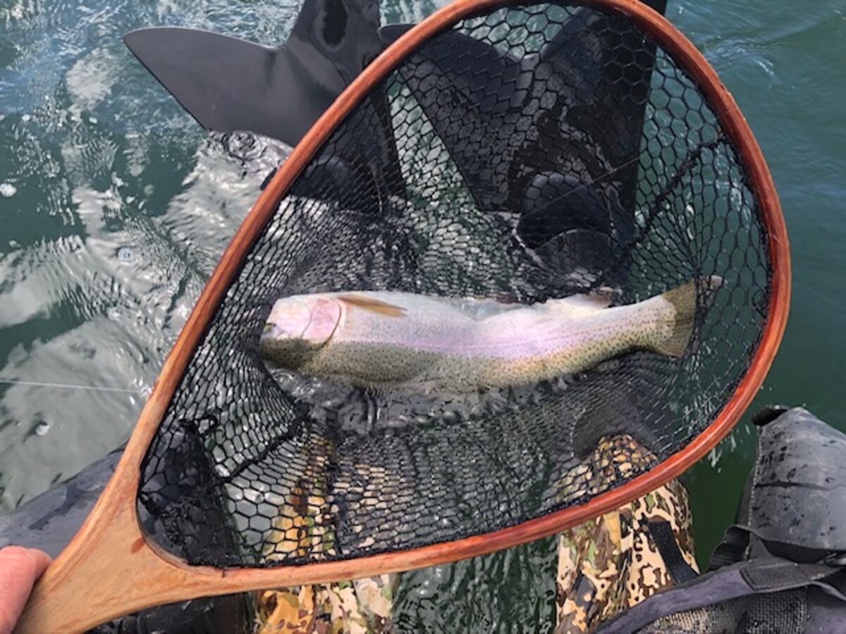 A rainbow trout netted from a float tube