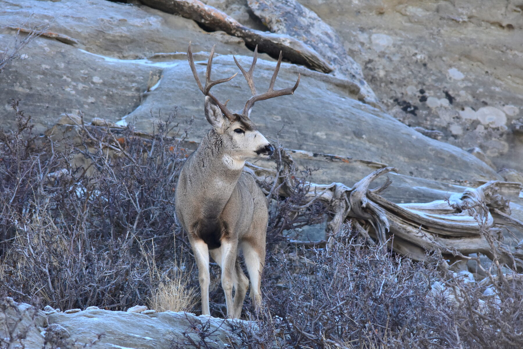 Mule deer buck standing among rimrock and sagebrush