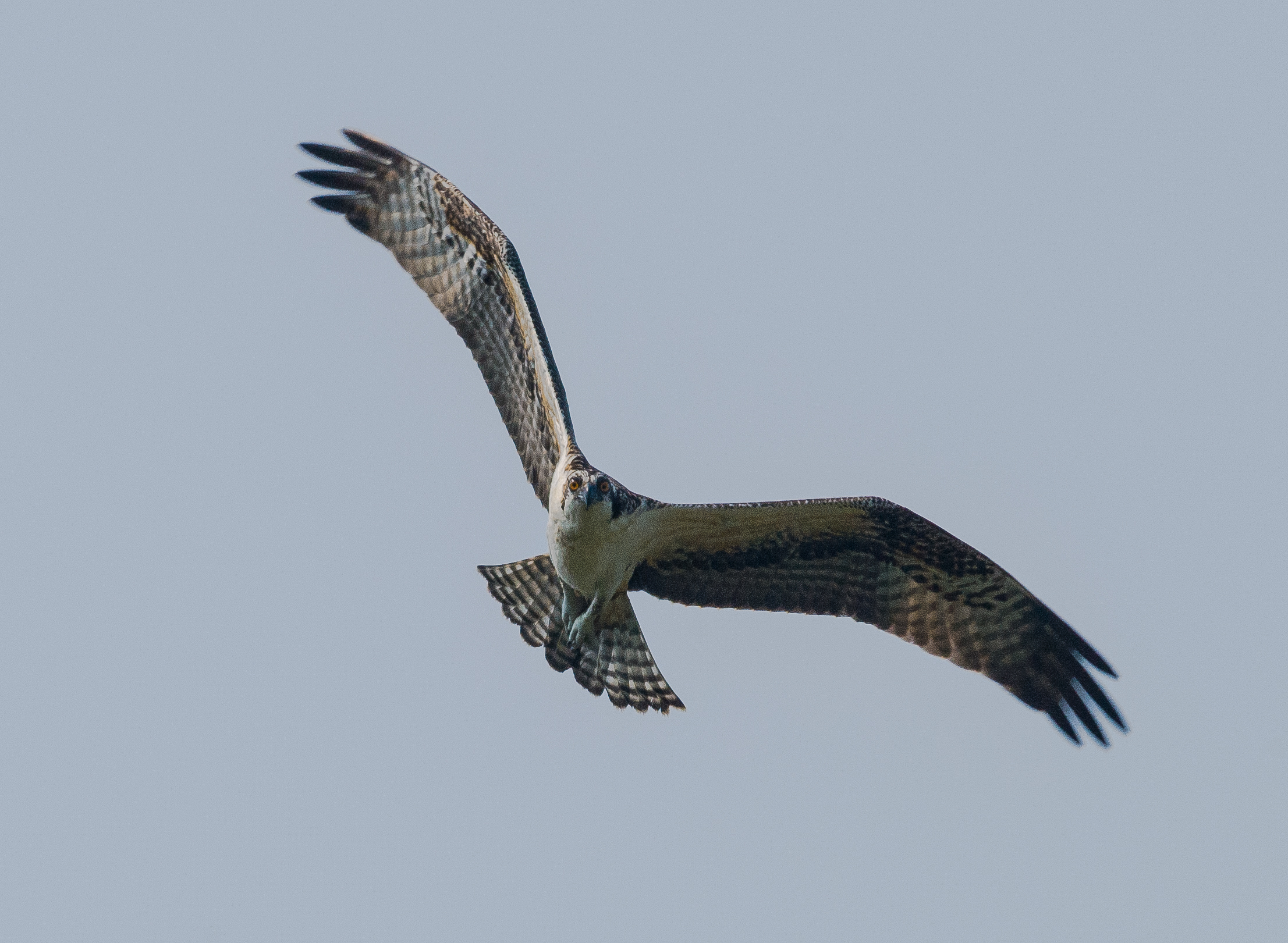 Osprey in flight against a grey sky