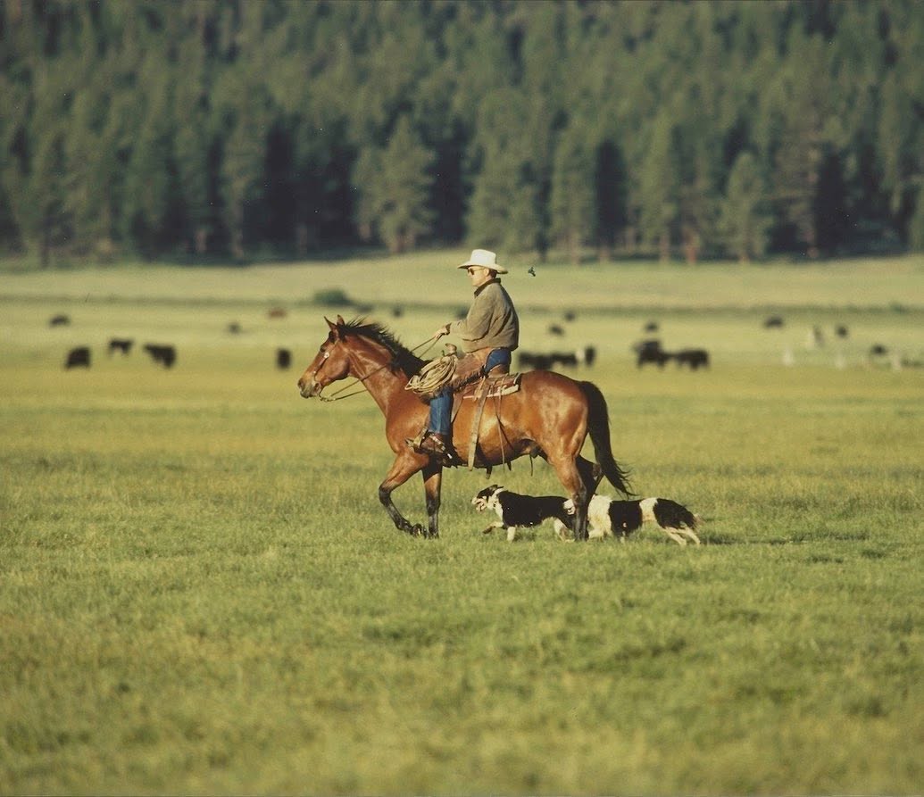 A cowboy on horseback with two herding dogs moving cattle across a pasture backed by pine forest