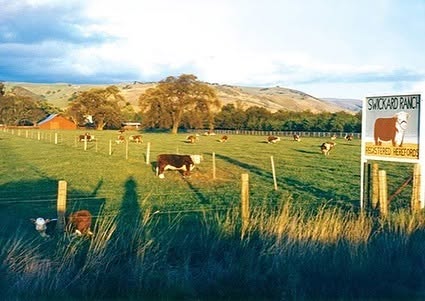 Cattle grazing in a pasture beside a Swickard Ranch Registered Herefords sign at golden hour