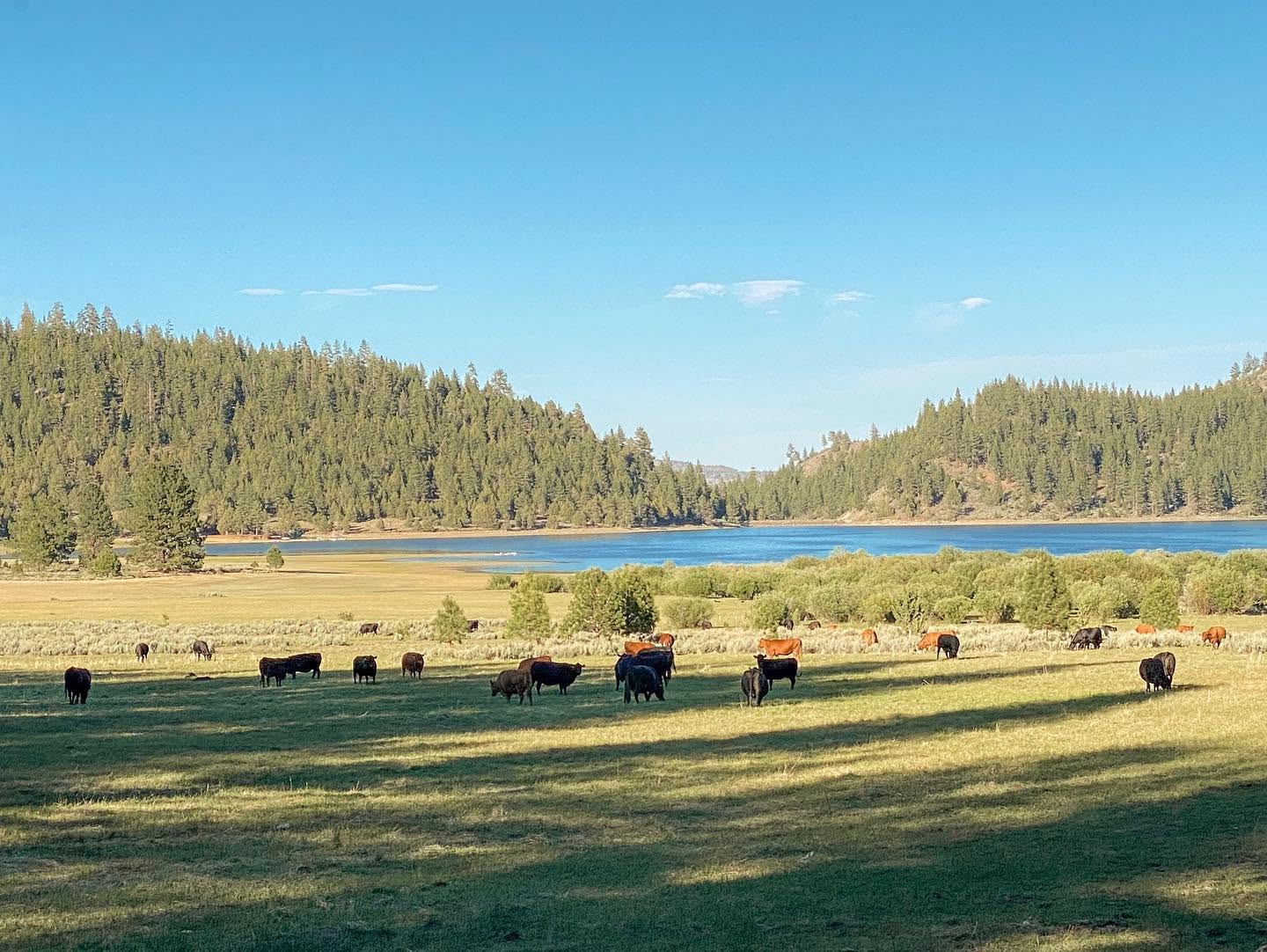 Cattle grazing in a pasture near a reservoir shoreline, with pine-covered hills in the background