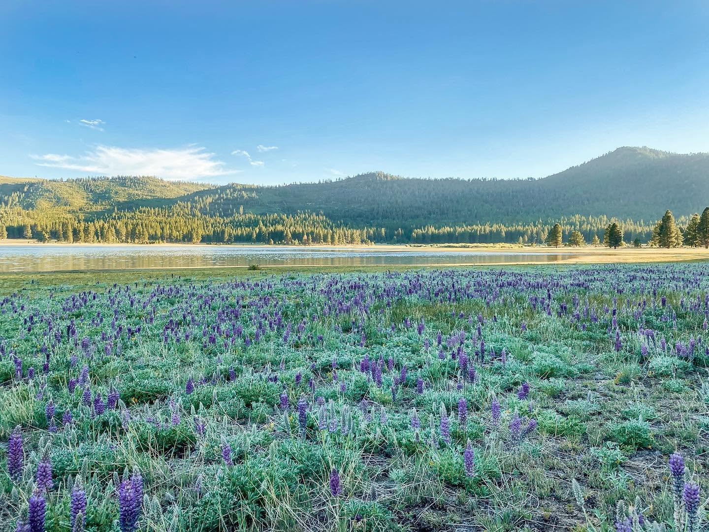 A field of purple lupine wildflowers with a reservoir and forested hills in the background