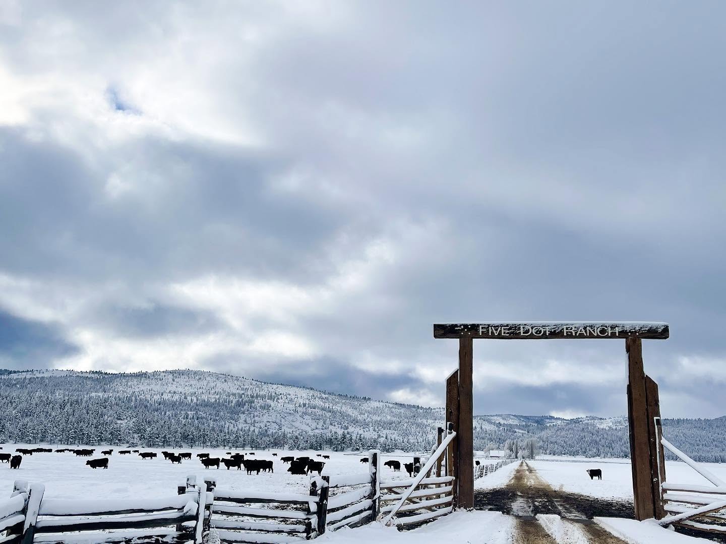 The Five Dot Ranch wooden entrance gate covered in snow, with cattle grazing in a snowy pasture nearby