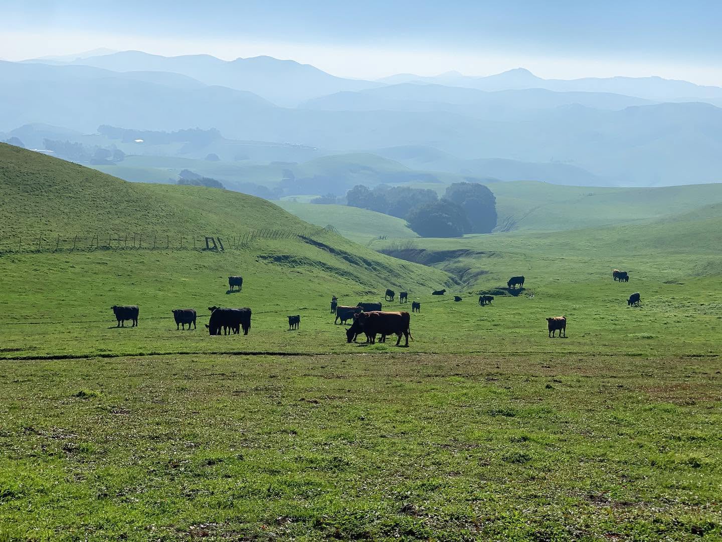 Cattle grazing on green rolling hills with layered misty mountains in the distance