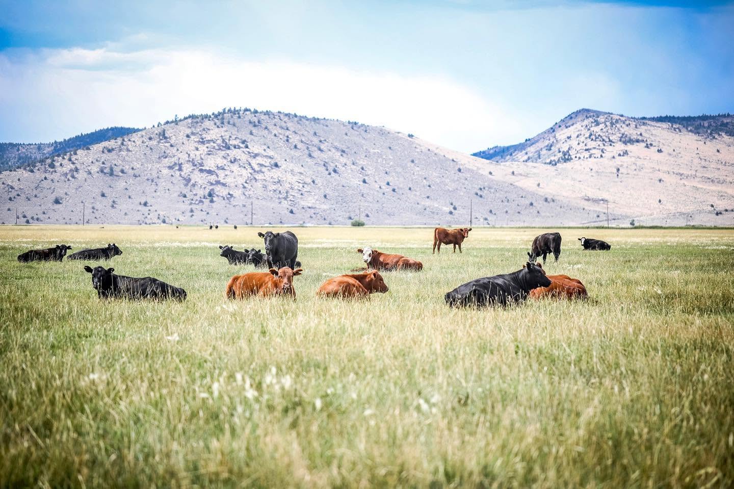 Cattle resting in a grassy pasture with mountains in the background