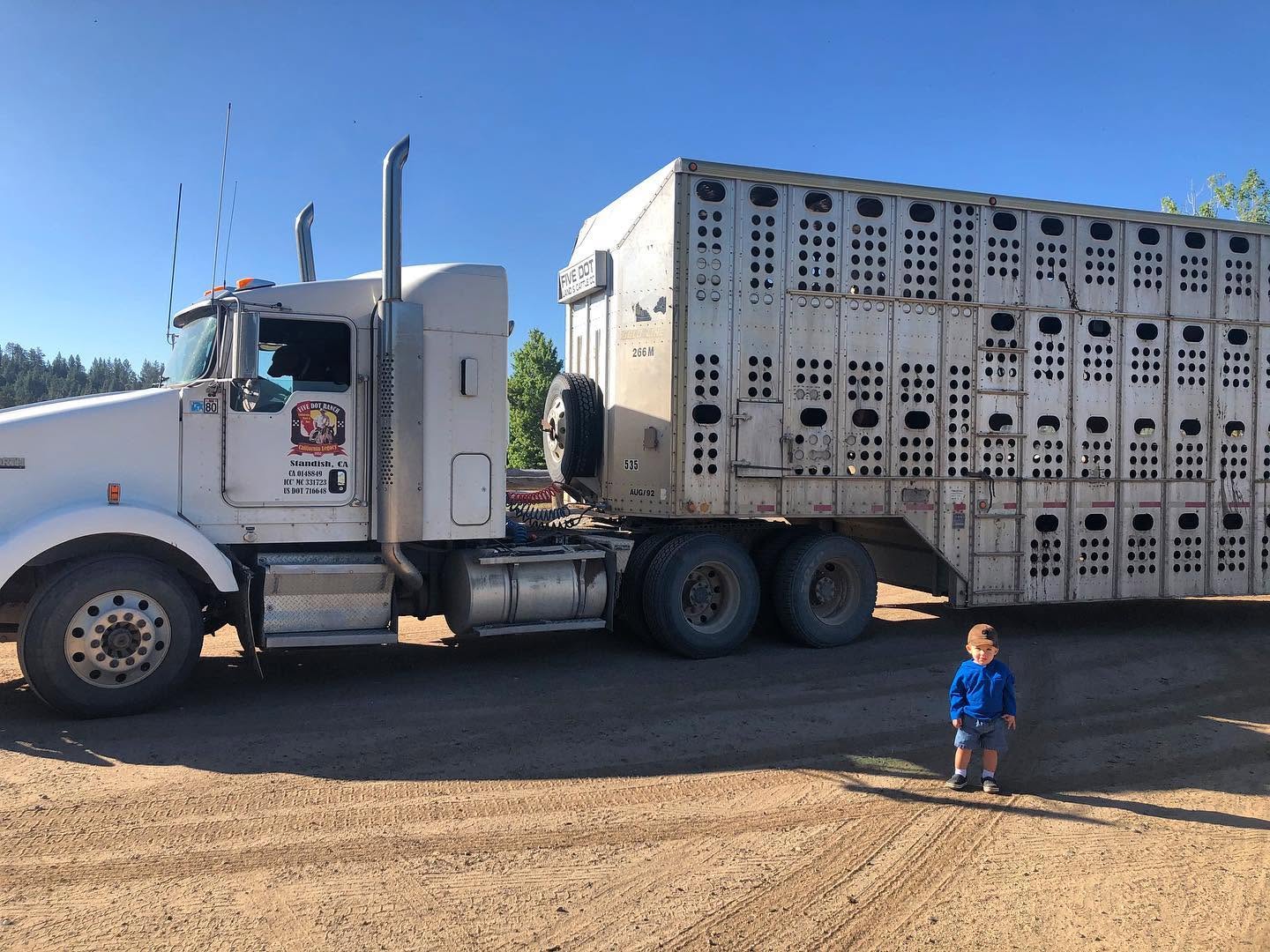 A toddler standing beside a Five Dot Ranch livestock truck and trailer