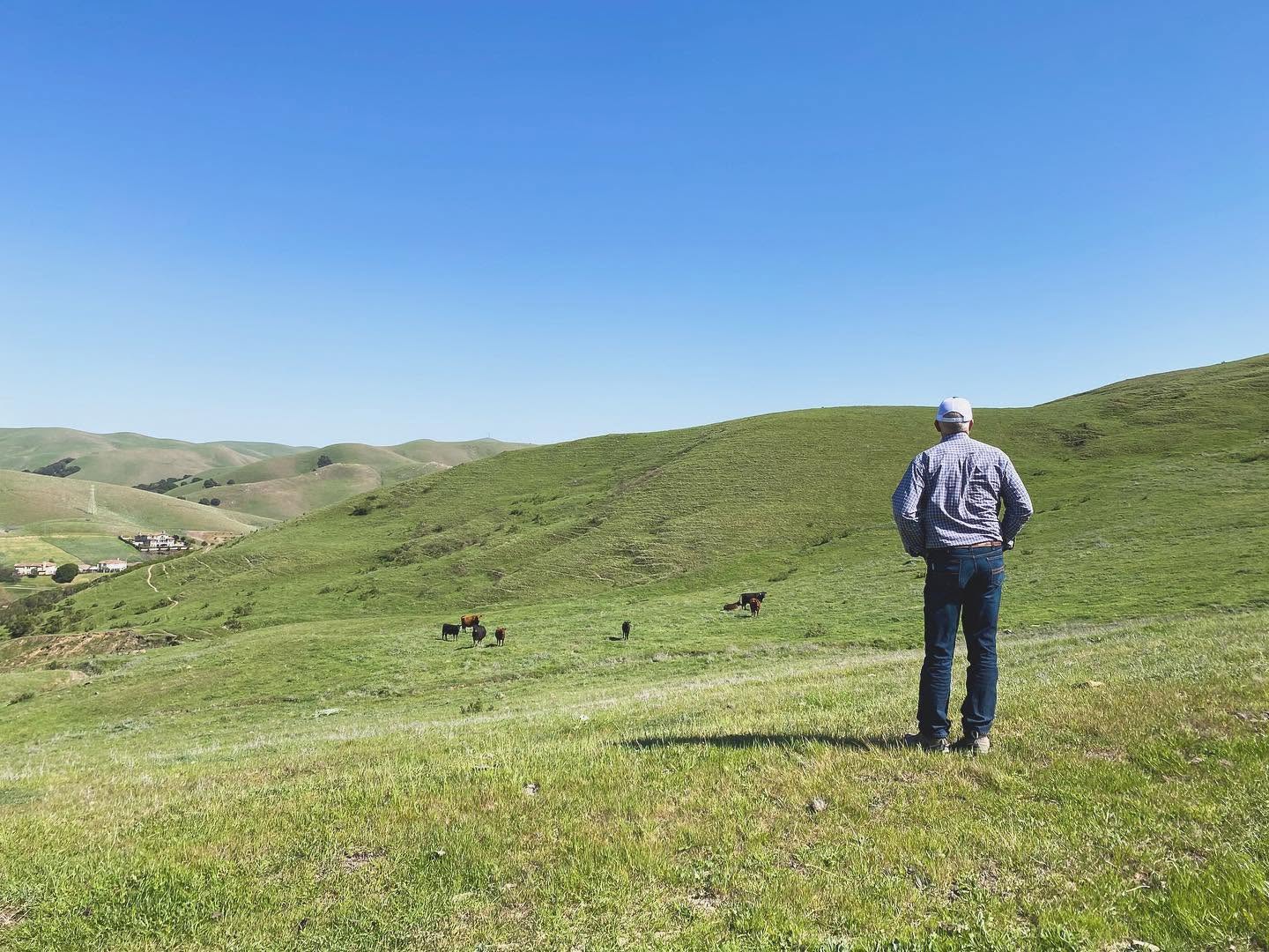 A rancher looking out over green rolling hills with cattle grazing in the distance